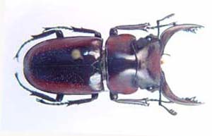 Prosopocoilus petitclerci